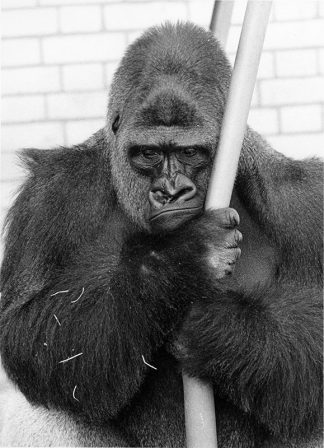 009 WALTER SITTIG - GORILLA 1985/2020