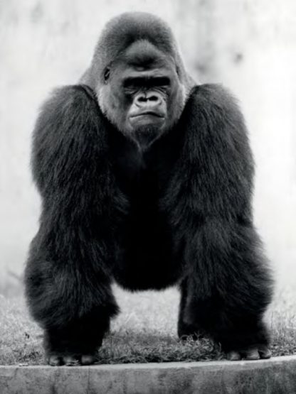 019 WALTER SITTIG - GORILLA 1980/2014