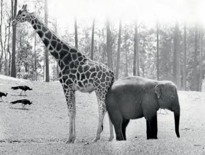 028 WALTER SITTIG  - GIRAFFE + INDISCHER ELEFANT 1980/2020