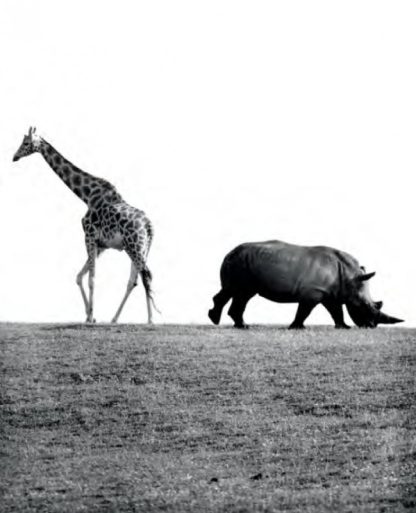 029 WALTER SITTIG - GIRAFFE UND NASHORN 1975/2014