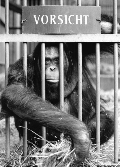033 WALTER SITTIG - ORANG-UTAN 1976/2014