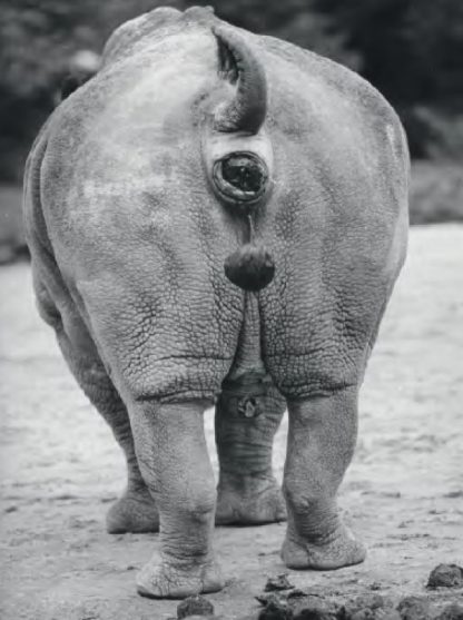 035 WALTER SITTIG - BREITMAULNASHORN 1986/2014