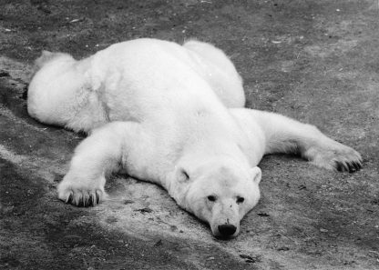 040 WALTER SITTIG - EISBÄR 1981/2014