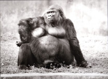 063 WALTER SITTIG – GORILLA (WEIBLICH) 1980/2016