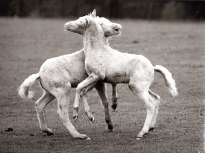 065 WALTER SITTIG – PFERDE (CREAM PONYS) 1985/2016