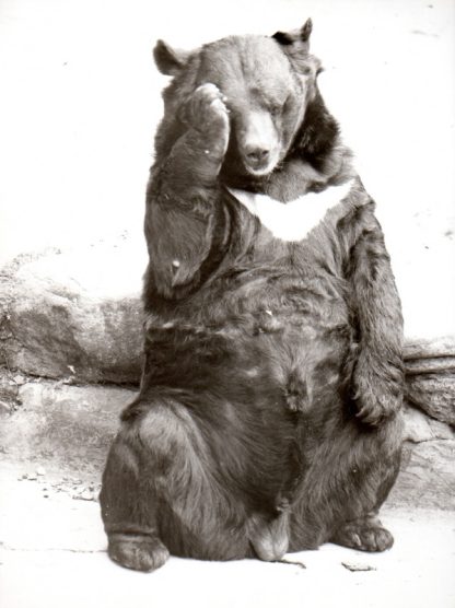 067 WALTER SITTIG – KRAGENBÄR 1976/2016