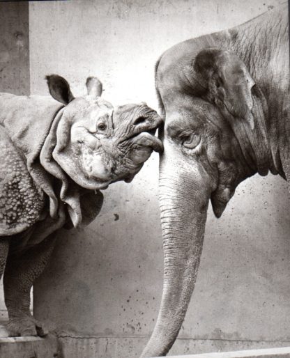 070 WALTER SITTIG – INDISCHER ELEFANT + PANZERNASHORN 1983/2016