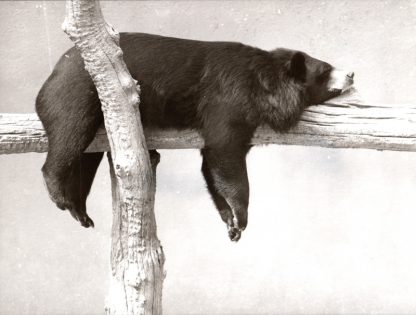 073 WALTER SITTIG –KRAGENBÄR 1976/2016