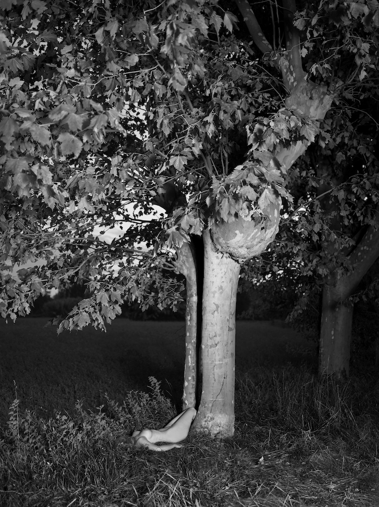 Ahornblättrige Platane L_039687 Final