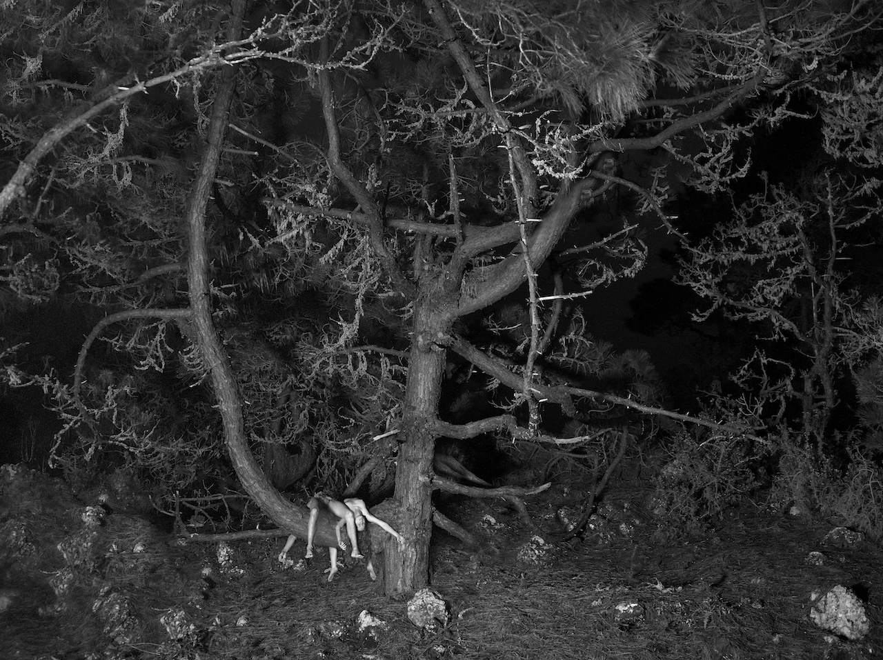 Kanarische Kiefer L_038530_Final