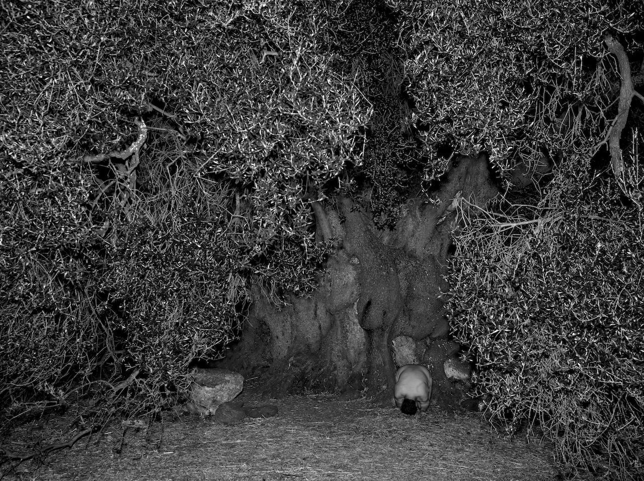 Ölbaum 2000jährig L_