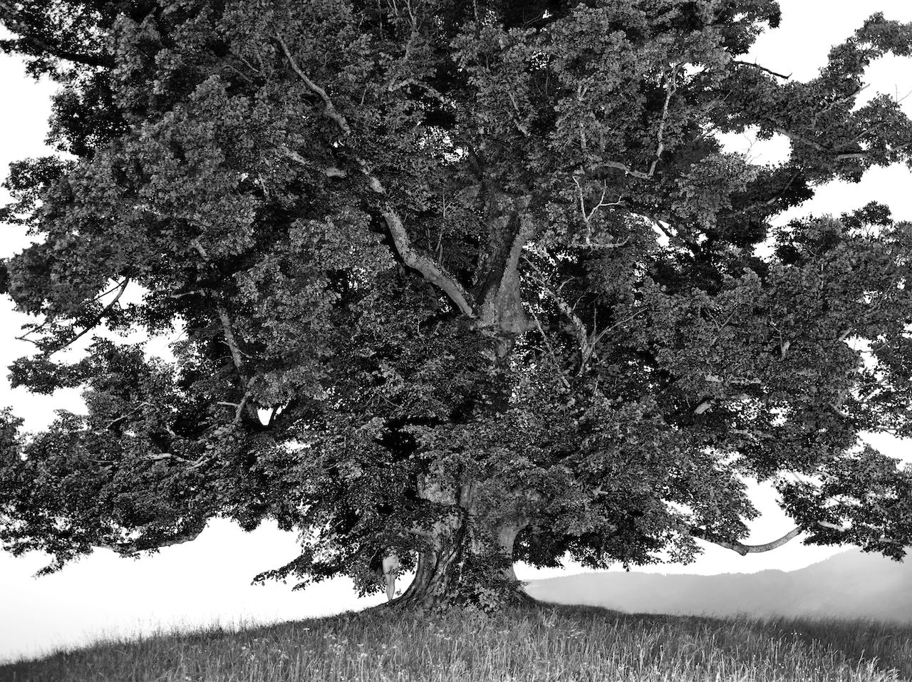 Sommerlinde L_037770 Final